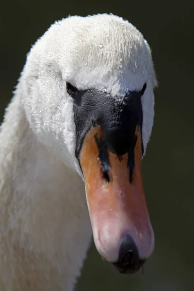 Uccello Nuotatore Concetto Natura Selvaggia — Foto Stock