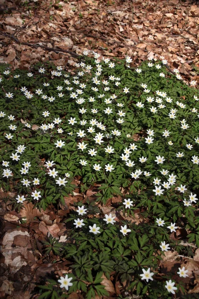 windflower on the bear's head (kalletal)