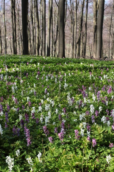 corydalis blossom on the bear's head in kalletal