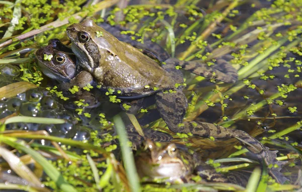 Žába Obojživelník Naše Krajina — Stock fotografie