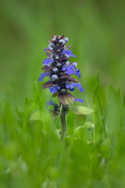 Purple Ajuga Reptans Plant — Stockfoto