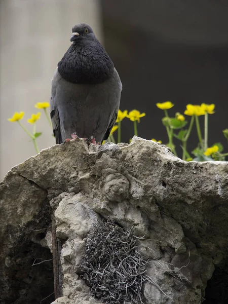 Aussichtsreiche Aussicht Auf Schöne Vögel Der Natur — Stockfoto