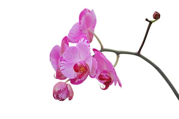 Рожева Квітка Орхідеї Ізольована Білому Тлі — стокове фото