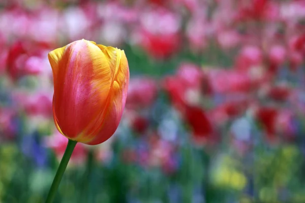 Tulipan Kwitnące Kwiaty Przyrodzie Tulipany Flory — Zdjęcie stockowe