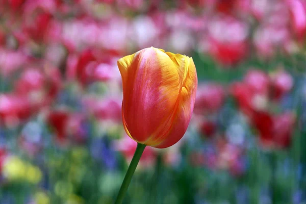 Malowniczy Widok Piękny Kwiat Tulipana — Zdjęcie stockowe