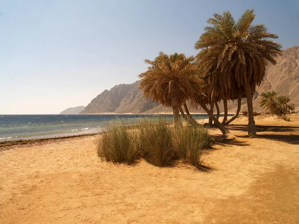 Mısır Palmiye Ağaçları Olan Plaj — Stok fotoğraf