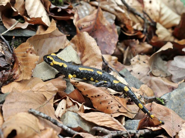 Salamandra Incêndio Parque Nacional Kellerwald — Fotografia de Stock