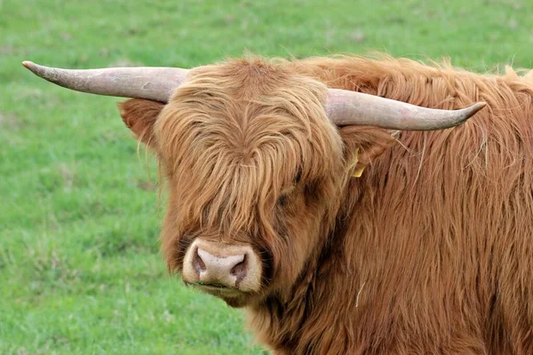 Naturskön Syn Jordbruket Selektiv Inriktning — Stockfoto