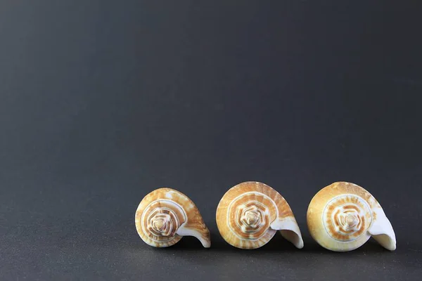 Una Serie Conchiglie Sfondo Nero — Foto Stock