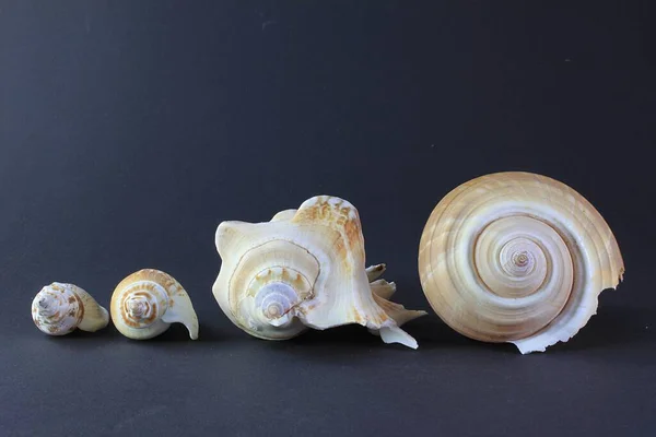 按排好的尺寸竖起不同的贝壳 — 图库照片