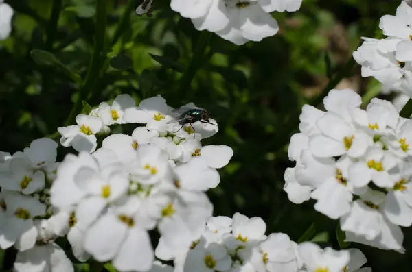 Close Beeld Van Bug Natuur — Stockfoto