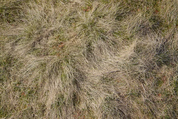 Gelbes Trockenes Gras Textur Hintergrund — Stockfoto