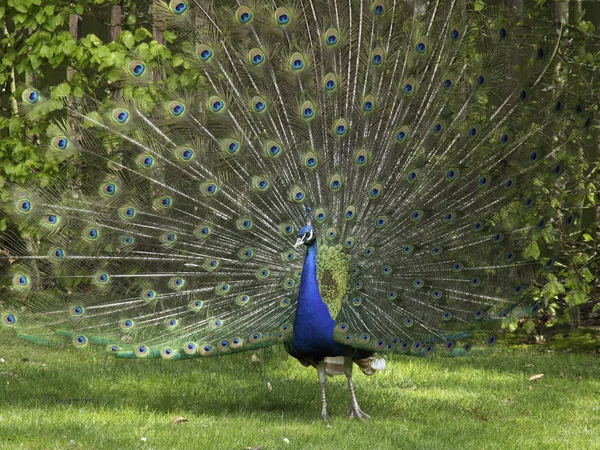 Pavo Real Animal Plumas Hermosas — Foto de Stock