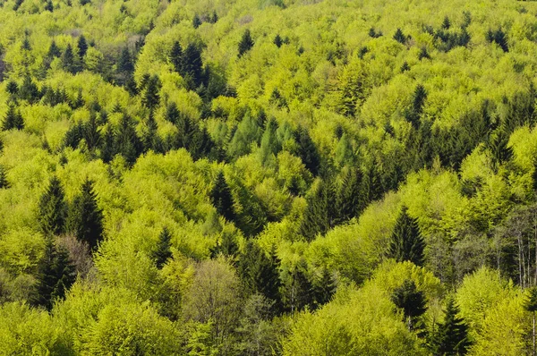 숲에서 수있는 식물상 — 스톡 사진