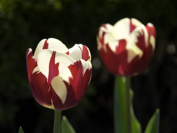 Fiori Tulipani Fioriti Nel Prato Flora Primaverile — Foto Stock