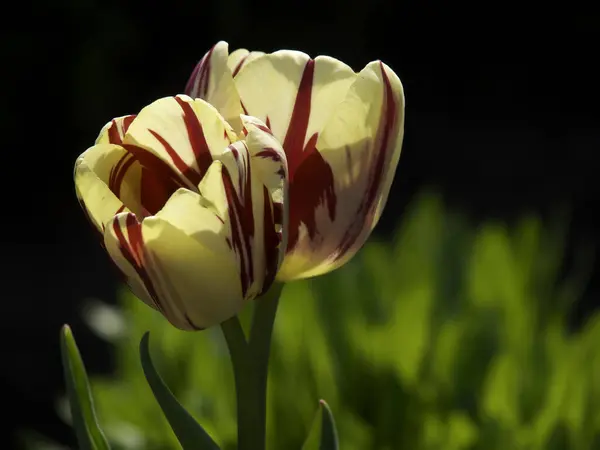 Tulipani Colorati Fiori Primaverili — Foto Stock