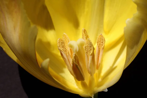 Gelbe Lilienblüte Garten — Stockfoto