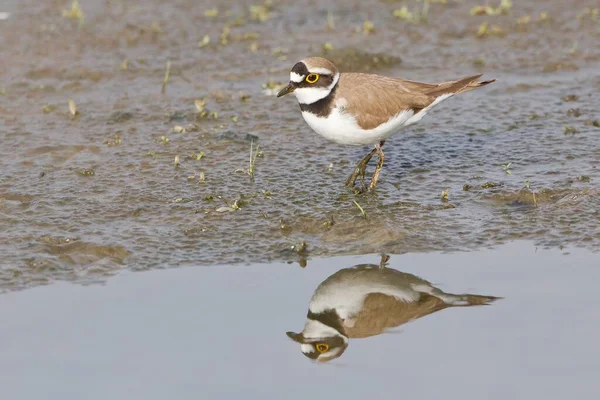 Schilderachtig Uitzicht Prachtige Vogel Natuur — Stockfoto