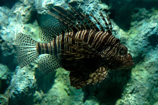 Underwater Close Photo Tropical Fish — Stock Photo, Image