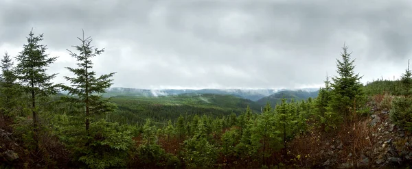 Deap Forest Panorama Reflorestamento — Fotografia de Stock