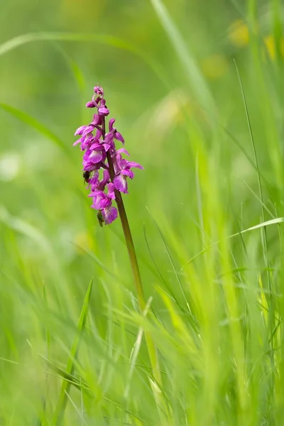 Male Orchid Orchis Mascula — 스톡 사진