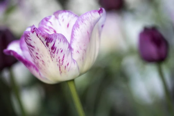 Tulipano Giardino Primo Piano Con Basso Dof — Foto Stock