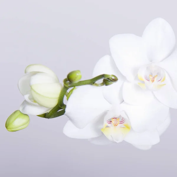 Festői Gyönyörű Színes Orchidea Virág — Stock Fotó
