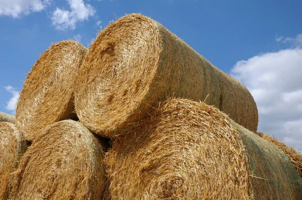 Campo Maíz Con Fardos Agricultura — Foto de Stock