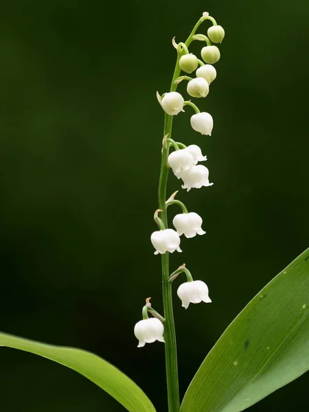 Lily Dari Lembah — Stok Foto