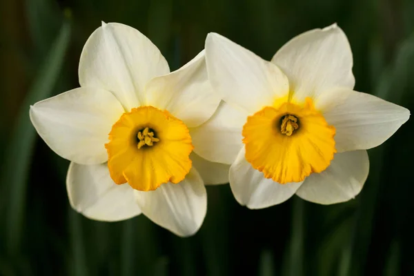 Amarelo Narcisos Flores Jardim — Fotografia de Stock