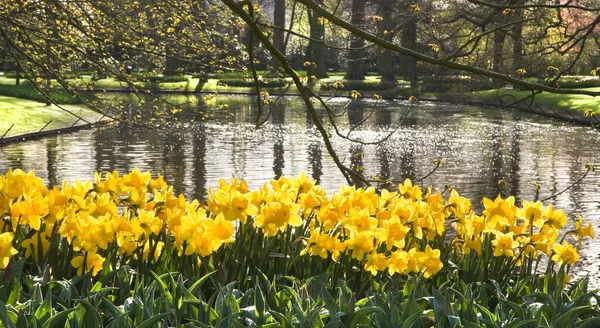 Teich Mit Gelben Narzissen Und Reflexion Der Bäume Der Morgensonne — Stockfoto