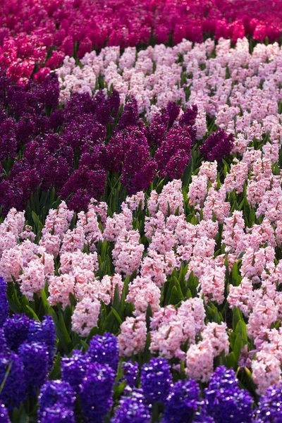 Blumenbeet Mit Bunten Hyazinthen Als Dekoration Frühling — Stockfoto