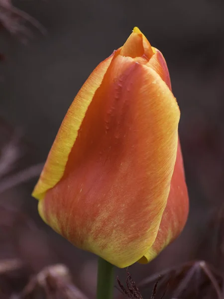 Bloeiende Lente Tulpen Bloemen — Stockfoto