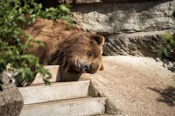 Sleeping Sun Bear Closeup — Stock Photo, Image