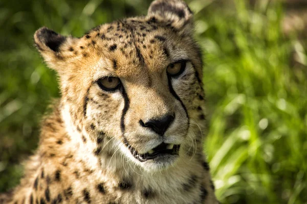 Ritratto Geopardo Nella Natura Selvaggia — Foto Stock