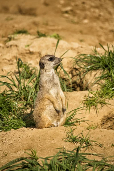 Suricates Gros Plan — Photo