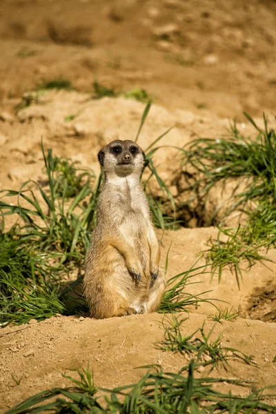 Άγρια Suricatta Meerkat Ζώο — Φωτογραφία Αρχείου