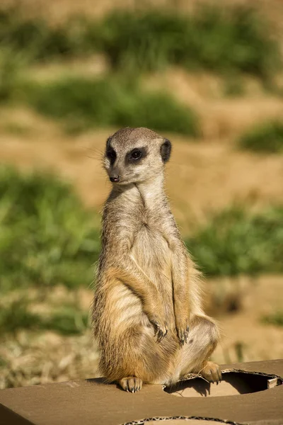 Meerkats Close — Fotografia de Stock