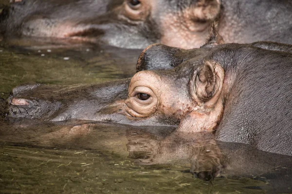 Hipopótamo Hippopotamus Fauna Natureza — Fotografia de Stock