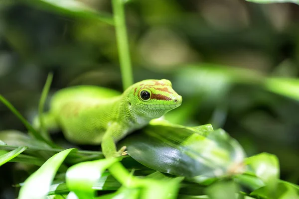 Den Gecko Detailu — Stock fotografie