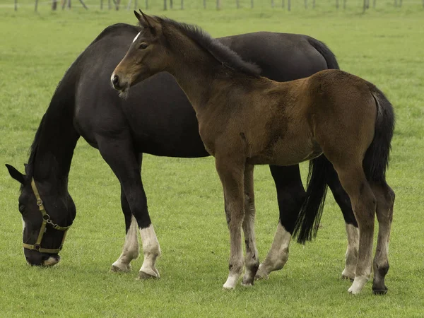 Weidende Pferde Tiere Wildtiere Der Natur — Stockfoto