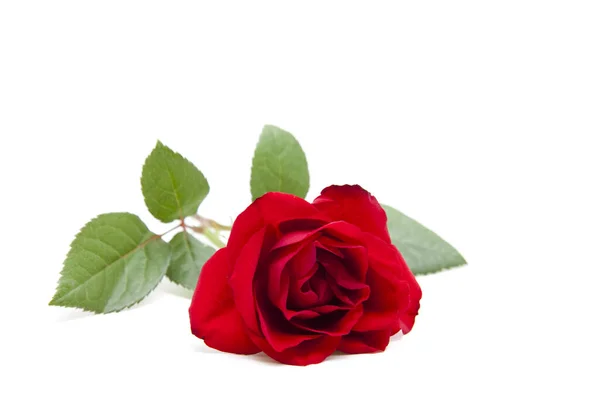 美丽的红玫瑰花瓣 浪漫的植物 — 图库照片
