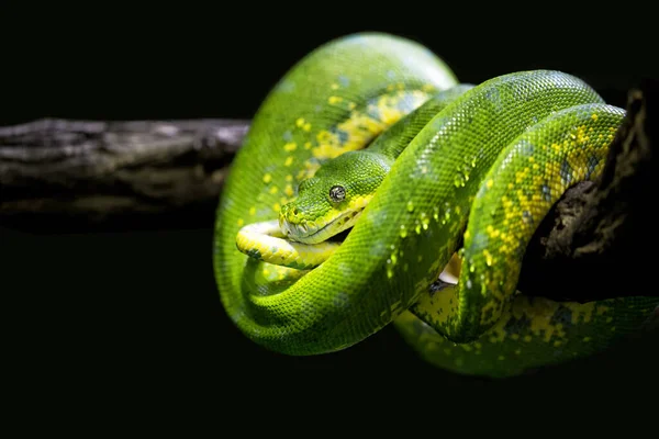 特写中的绿树蟒蛇 — 图库照片