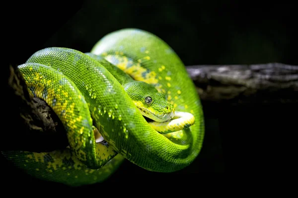 Grönt Träd Python Nära Anslutning — Stockfoto