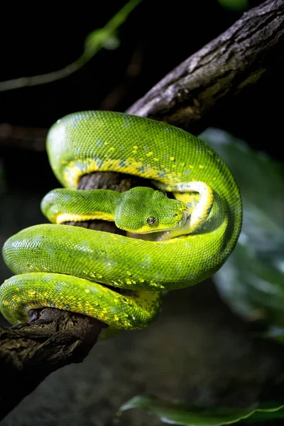 Python Verde Del Árbol Primer Plano — Foto de Stock