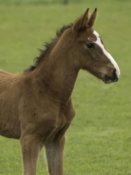 Caballo Pastoreo Vida Silvestre Animal Naturaleza — Foto de Stock