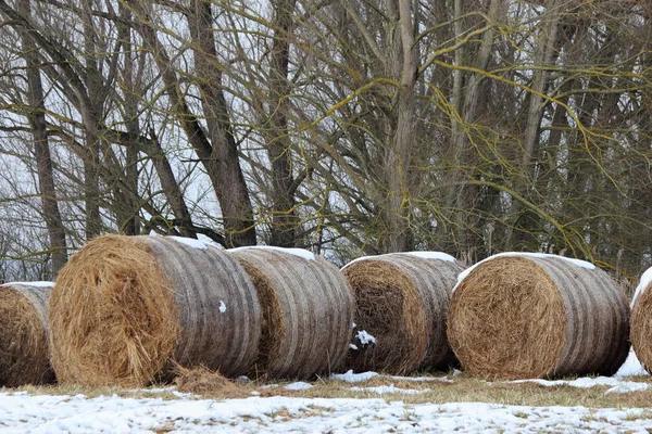 Various Straw Bales Snow Stored Pickup — Stock Photo, Image