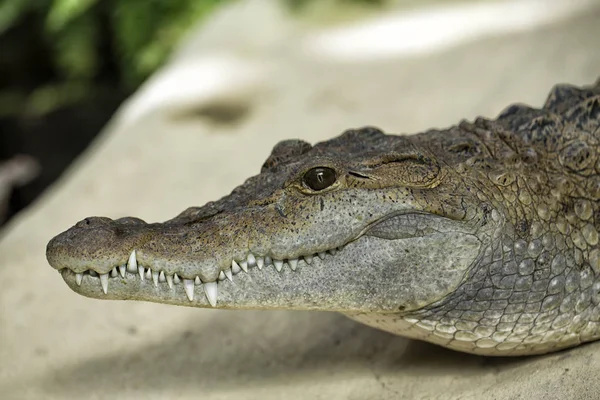 Crocodile Philippin Gros Plan — Photo