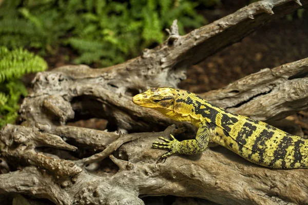 Gelbvertäute Philippinen Binden Monitor Großaufnahme Ein — Stockfoto