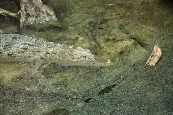 Krokodyl Filipiński Zbliżeniu — Zdjęcie stockowe